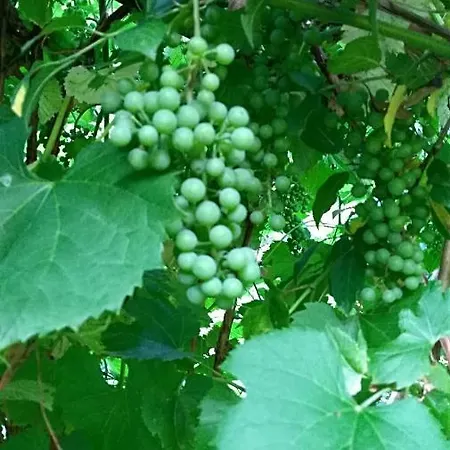 בית נופש Ranch Pljesevica