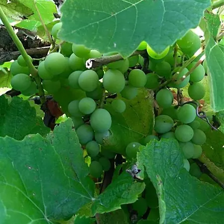 Ranch Pljesevica בית נופש *