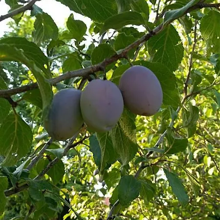 בית נופש Ranch Pljesevica
